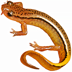 Northern Two-lined